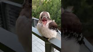 Man Rescue A Kookaburra Bird😍 [upl. by Aryamoy]