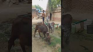 new former status shortvideo success kisan attitude viral video [upl. by Haodnanehs]