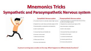 Mnemonics parasympathetic vs sympathetic nervous system functions  Differences [upl. by Rehc]