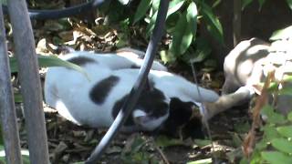 Cat mating season How cats make love 2014 feb 19th wed 1 40pm M2U00583 [upl. by Iasi]