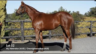 Lot 52  My Admiration AUS  Overnightsensation AUS [upl. by Tarrel297]