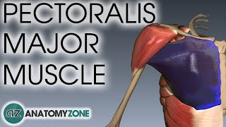 Pectoralis Major Muscle Anatomy  AnatomyZone [upl. by Retsub]