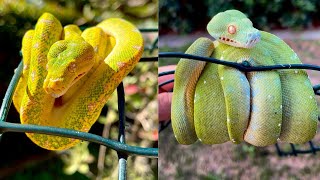 Green Tree Python Rack [upl. by Charpentier]