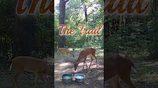 The Trail deer nature wildlife entertainment [upl. by Warram568]