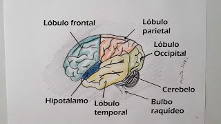 Cómo dibujar el Cerebro Humano y sus partes [upl. by Rebliw750]