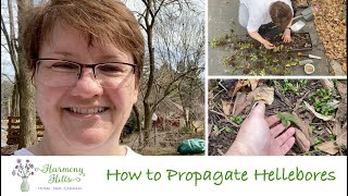 How to Propagate Hellebores 🌸🌺❤️ [upl. by Aihsatan277]