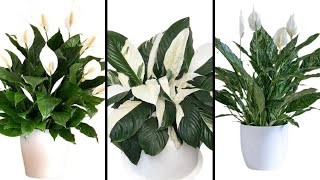 31 Peace Lily Varieties with Names Spathiphyllum Plants Best types varieties of Peace Lily Plants [upl. by Attenaej]