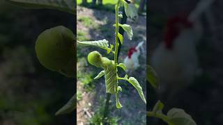 Solving Hornworm problems shorts hornworm shortvideo garden bugs homestead [upl. by Martynne]