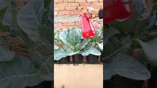 Epsom Salt For Plants How To Use🤔 shorts epsomsalt [upl. by Eecart115]