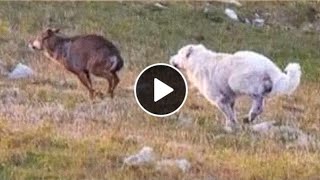 Maremmano Abruzzese  The Italian Wolf Crusher dog [upl. by Eceryt331]