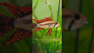 A garde Apistogramma Cacatuoides Super Red apistos apistogramma plantedtank fish اکواریوم [upl. by Adnohsar]