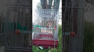 Chant chardonneret parva dans sa cage qui chante sous un arbre [upl. by Kreda988]