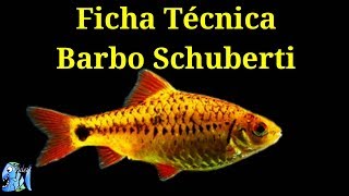 Ficha Técnica Barbo Schuberti Puntius Semifasciolatus [upl. by Anaitsirc989]