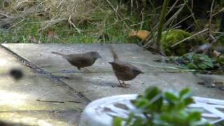 Dunnock courtship [upl. by Ynohtn]