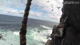 Man abseiling down a cliff and collecting seabird eggs including those of Common guillemots camera [upl. by Llertnad519]