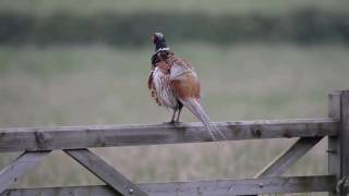 Pheasant call [upl. by Elliot]