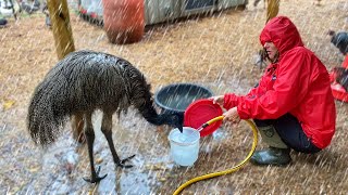 How Is It POSSIBLE To Do Farm Chores In a HURRICANE [upl. by Jahdol640]