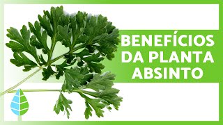 Benefícios e Propriedades da planta ABSINTO💚 Para que serve a Artemisia absinthium [upl. by Moria343]