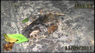 Mouse body decompose  Canon A495 Time lapse [upl. by Luapnhoj874]