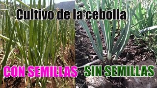 Como Sembrar Cebollas  El cultivo de la cebollas sin semillas y por semillas [upl. by Skoorb]