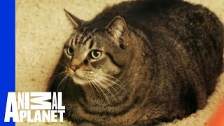 Beau Nugget The Cat Starts His Difficult Weight Loss Journey  My Big Fat Pet Makeover [upl. by Gignac]