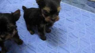 6 week old Yorkie puppies [upl. by Eerrehc531]