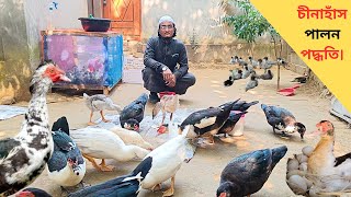 সঠিকভাবে চীনা হাঁসের বাচ্চা পালন পদ্ধতি। Chinese Duck Farming System। চীনা হাঁসের খামার ২০২৪ [upl. by Marlon435]