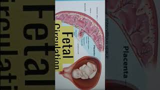 fetal circulation from Obstetrics and gynaecology [upl. by Nina]