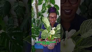 The Most Amazing Philodendron Birkin [upl. by Ahsenek]