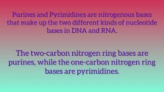 What is Purine and Pyrimidine [upl. by Fisoi]