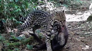 Ocelote Leopardus pardalis Registros en Eco Senderos del 21nov2021 al 26feb2022 [upl. by Eniarral]