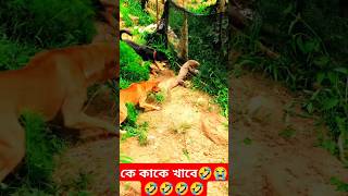 কে কাকে খাবে🤣😭🤣🤣🤣🤣shorts funny bhoot comedyvideos comedy realfhools banor khela realfools [upl. by Cyn]