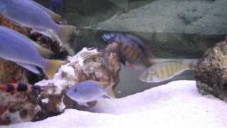 Haplochromis spawning [upl. by Wallas875]