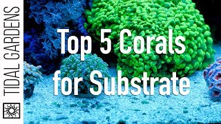 Top 5 Corals for the Substrate [upl. by Einaj]