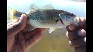 De pesca en Isabella lake con don Alberto y Byron [upl. by Attem]