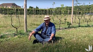 Tonte différenciée  créez un nouvel espace de biodiversité  Truffaut [upl. by Sirama631]