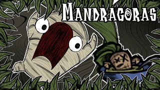 Mandrágoras  Don’t Starve  GUÍA [upl. by Nomyar586]