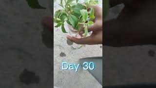 How to Grow Stevia Plant Cutting Propogation [upl. by Nerwal842]