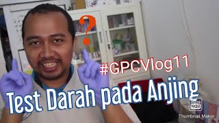 Prosedur Test Darah pada Anjing GPCVlog11 [upl. by Hathaway61]