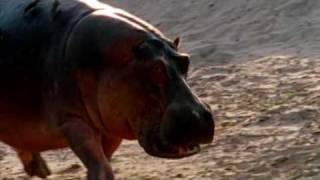 Deadly Hippos kills dozens of people every year [upl. by Maller29]