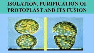 ISOLATION PURIFICATION AND PROTOPLAST FUSION [upl. by Ulphi]