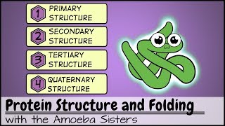 Protein Structure and Folding [upl. by Inram381]