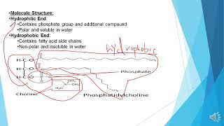 Class 11 biology nbf chap 2 lec on Waxes Phospholipids Terpenes by Guiding Light [upl. by Rowe]