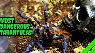 Top 10 Most DANGEROUS Tarantulas [upl. by Nyleikcaj745]