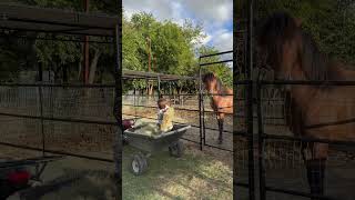 The alfalfa 🌱 is heavy 🥵 farming farmandranch horseriding ranch horse ranchlifestyle funny [upl. by Loziram]