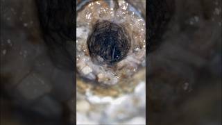 Clogged Shower Drain [upl. by Anamuj]