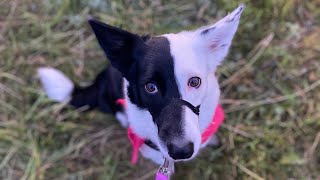 border collie Bellery summer 2023 dog tricks frisbee fun and trips Twoface Diary [upl. by Jaela]