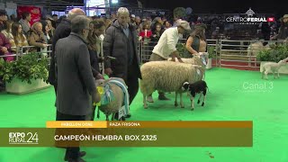 EDUARDO ZURRO Y FAMILIA PREMIADO EN AL EXPO RURAL DE PALERMO 2024 POR SUS OVINOS RAZA FRISONA [upl. by Gundry]