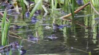 grenouilles rousses [upl. by Anyehs991]