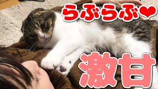 ママが好きすぎて甘えん坊スイッチの入った猫【スコティッシュフォールド】【Scottish Fold】 [upl. by Blaseio]